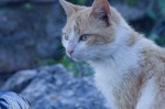 Butrint - Eine Katze auf der Lauer