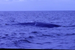 20220423 093934 Azoren Whale Watching