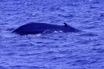 20220423 095121 Azoren Whale Watching