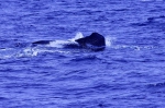 20220423 095124 Azoren 02 Whale Watching