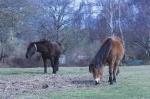 NewForest_2023-04-06_13-17-37_DxO