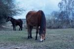 NewForest_2023-04-06_13-20-20_DxO