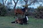 NewForest_2023-04-06_13-28-26_DxO