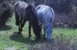 NewForest_2023-04-06_13-30-13_DxO