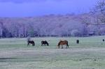 NewForest_2023-04-06_16-44-12_DxO