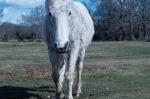 NewForest_2023-04-06_16-49-12_DxO