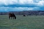 NewForest_2023-04-06_17-05-10_DxO