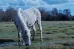 NewForest_2023-04-06_17-06-38_DxO