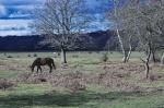 NewForest_2023-04-06_17-23-59_DxO