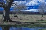 NewForest_2023-04-06_17-24-45_DxO