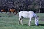 NewForest_2023-04-06_17-45-20_DxO