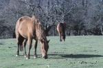 NewForest_2023-04-06_17-47-06_DxO