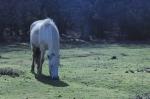 NewForest_2023-04-06_17-47-42_DxO