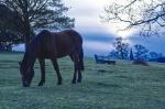 NewForest_2023-04-08_20-06-45_DxO