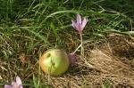 Herbst 20040912165018