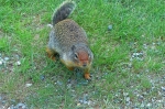 20070617 150541 Kanada Rocky Mountains
