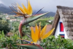 Madeira 2025 03 08 12 00 39