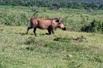 Suedafrika_2017-11-30_15-48-33_DxO