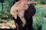20171130 100734 Suedafrika Elefanten