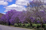 20171124 100311 Suedafrika Flora