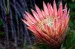 Suedafrika 2017 11 22 08 07 53 DxO