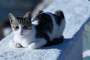 Fauna