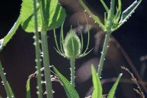 Flora