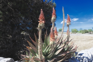 Flora