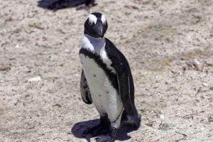 Pinguine