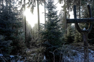 Thüringer Wald 2024